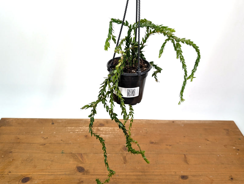 Huperzia Nummulariifolius 'Swan Tail'