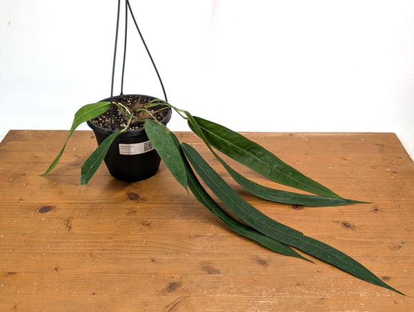Anthurium Wendlingeri - Exact Plant XL 8 Inch Basket #25A