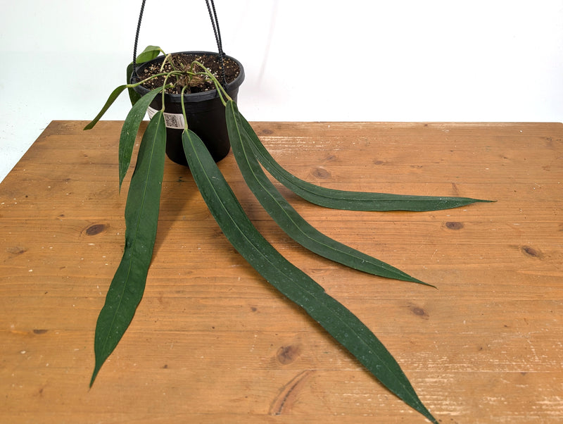 Anthurium Wendlingeri - Exact Plant XL 8 Inch Basket #25A