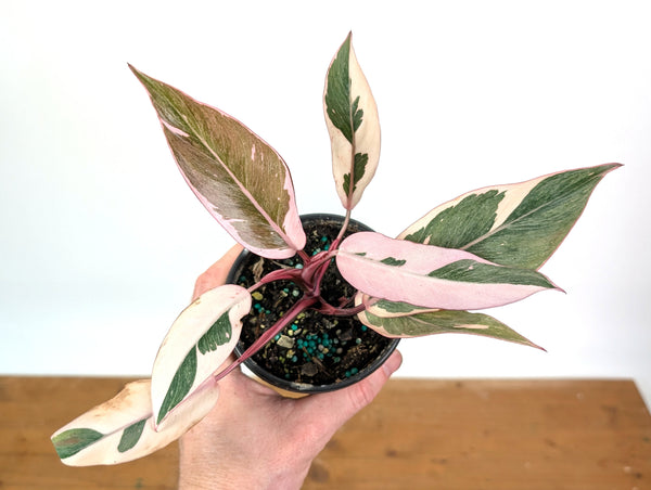 Philodendron Pink Princess Mutation - Exact Plant #25A - 4" pot