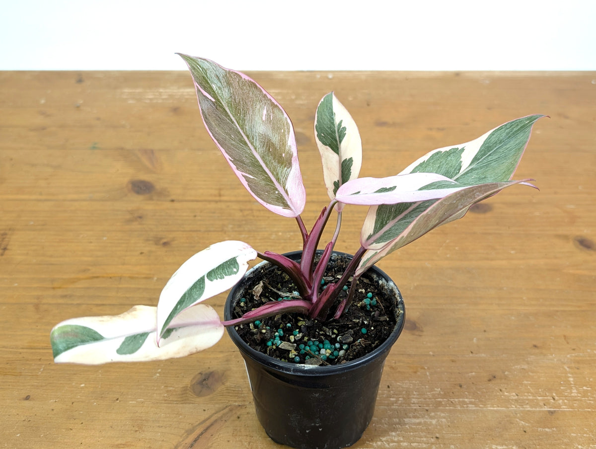 Philodendron Pink Princess Mutation - Exact Plant #25A - 4" pot