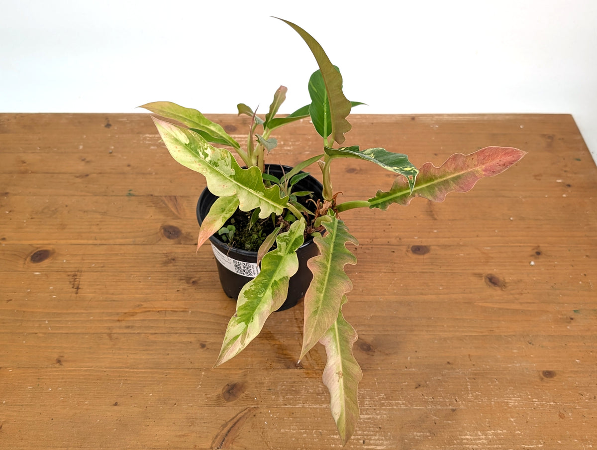 Philodendron Narrow 'Jungle Boogie' Pink Variegated - Exact Plant #25A - 6 inch pot