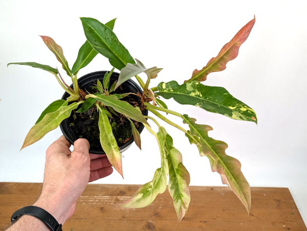 Philodendron Narrow 'Jungle Boogie' Pink Variegated - Exact Plant #25A - 4 inch pot