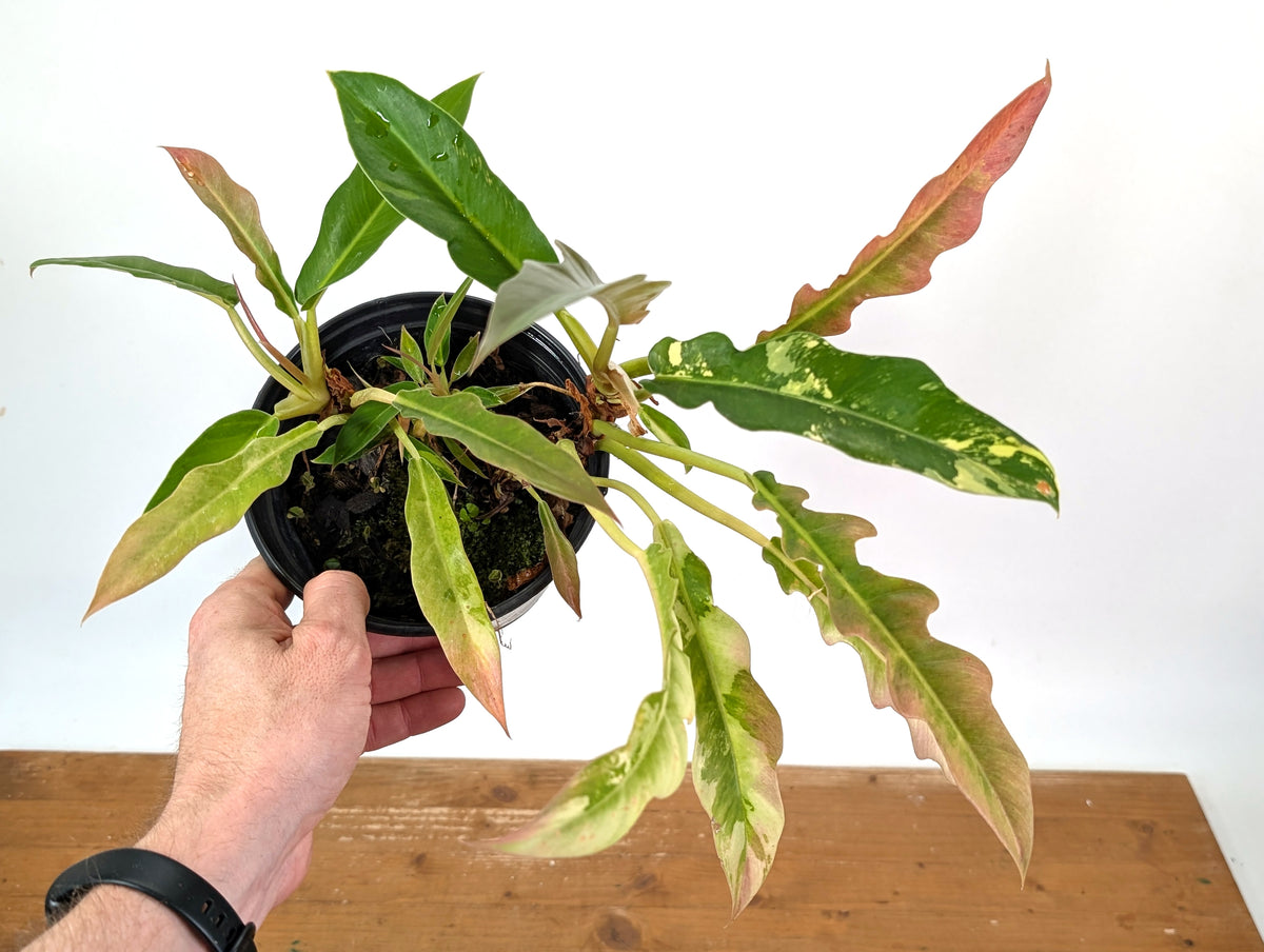 Philodendron Narrow 'Jungle Boogie' Pink Variegated - Exact Plant #25A - 6 inch pot