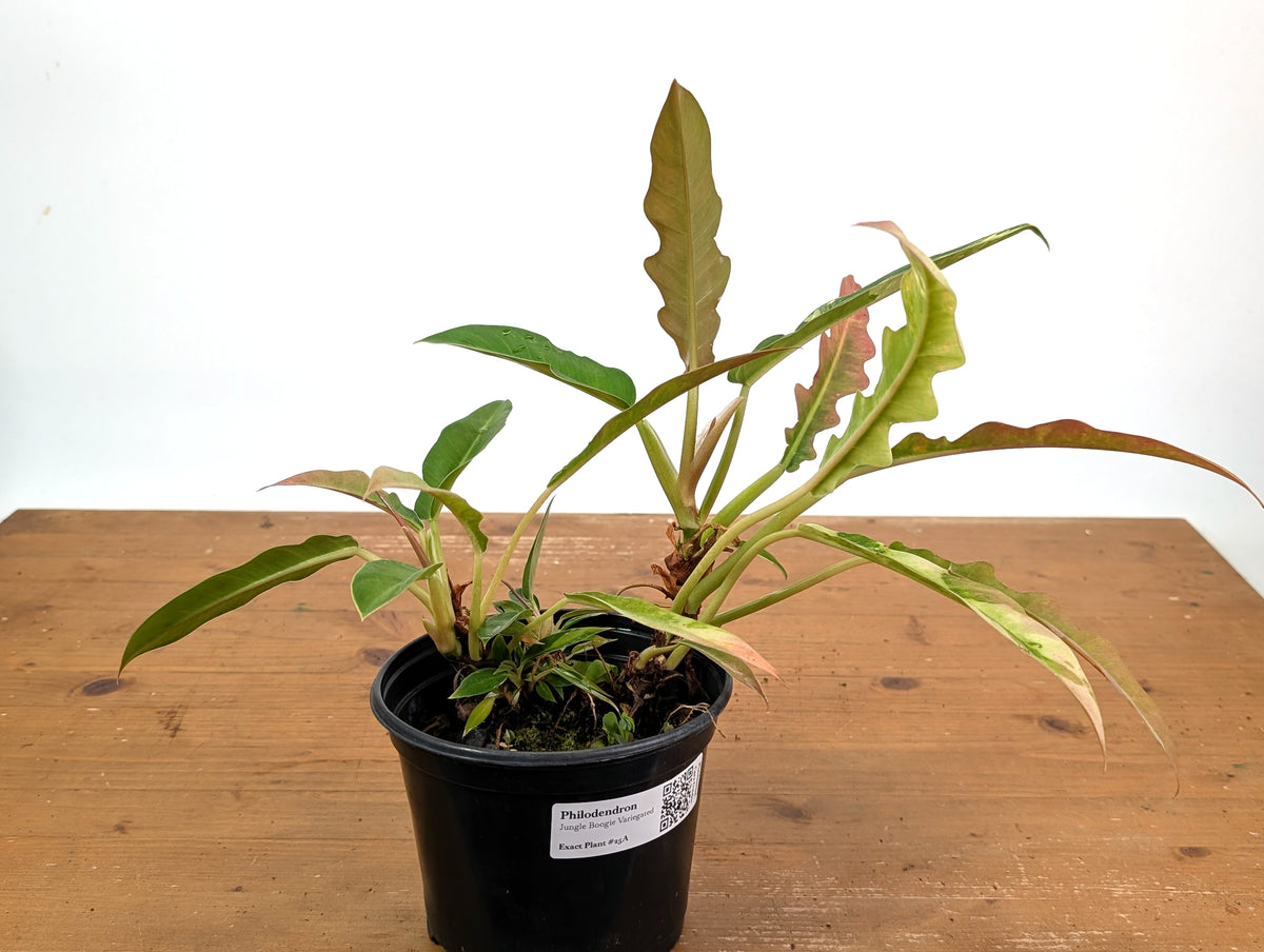Philodendron Narrow 'Jungle Boogie' Pink Variegated - Exact Plant #25A - 6 inch pot