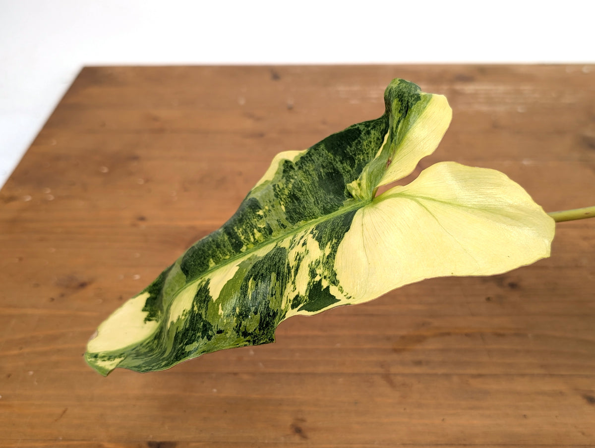 Philodendron Paraiso Verde Aurea Mutation - Exact Plant #25A