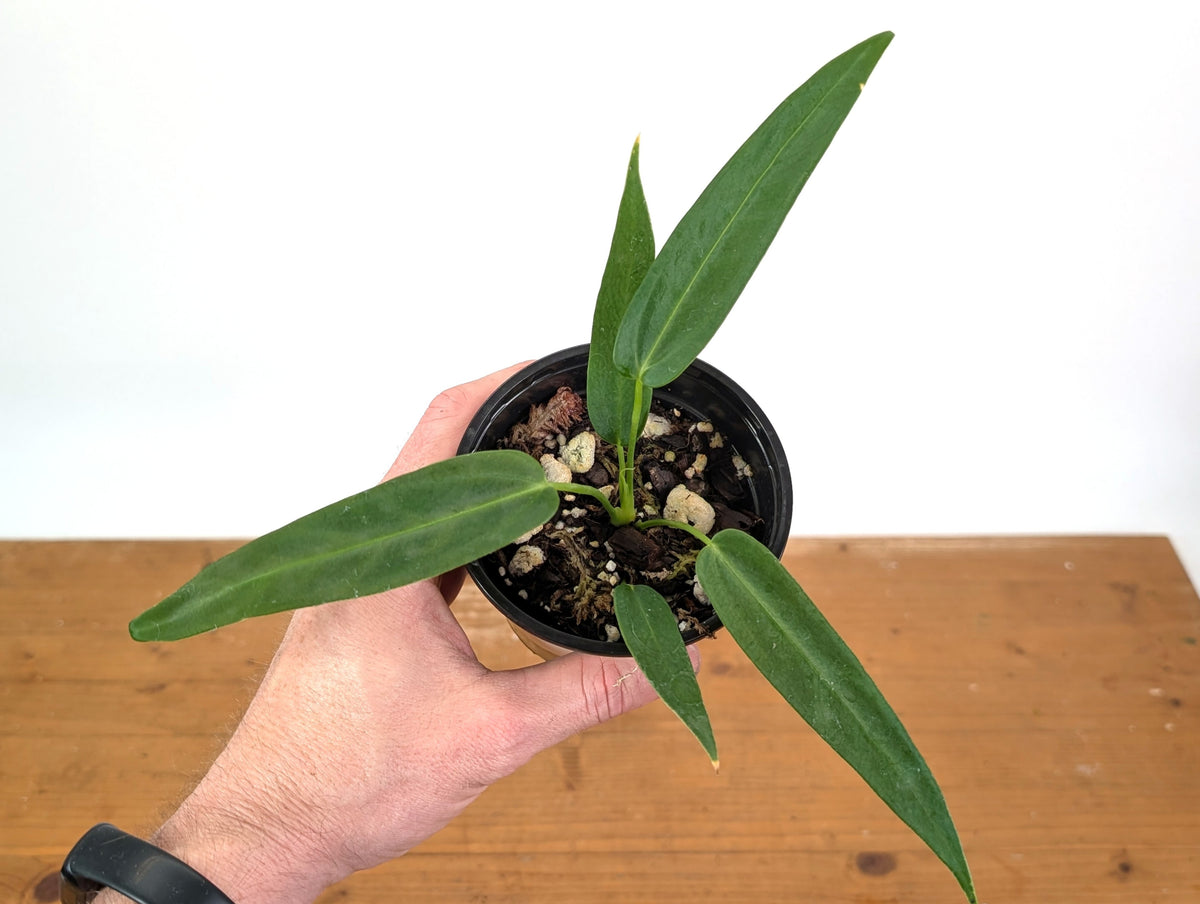 Anthurium Warocqueanum Esmeralda 'Dark Queen'