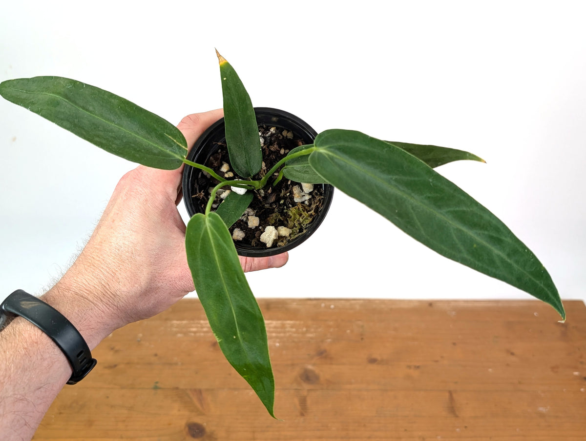 Anthurium Warocqueanum Esmeralda 'Dark Queen'