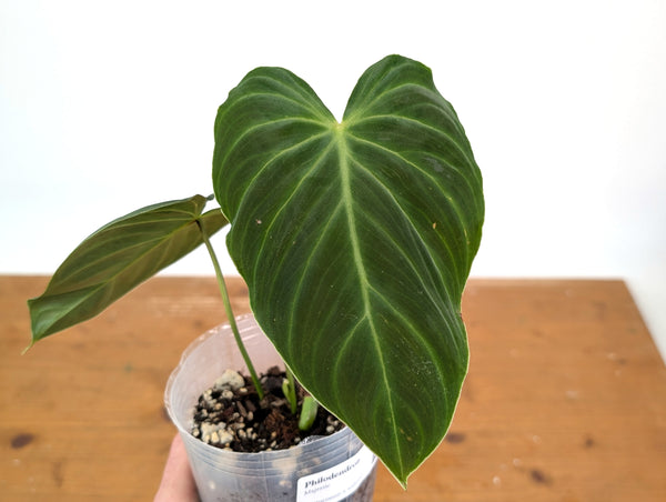 Philodendron Majestic - (P. Verrucosum x Sodiroi)