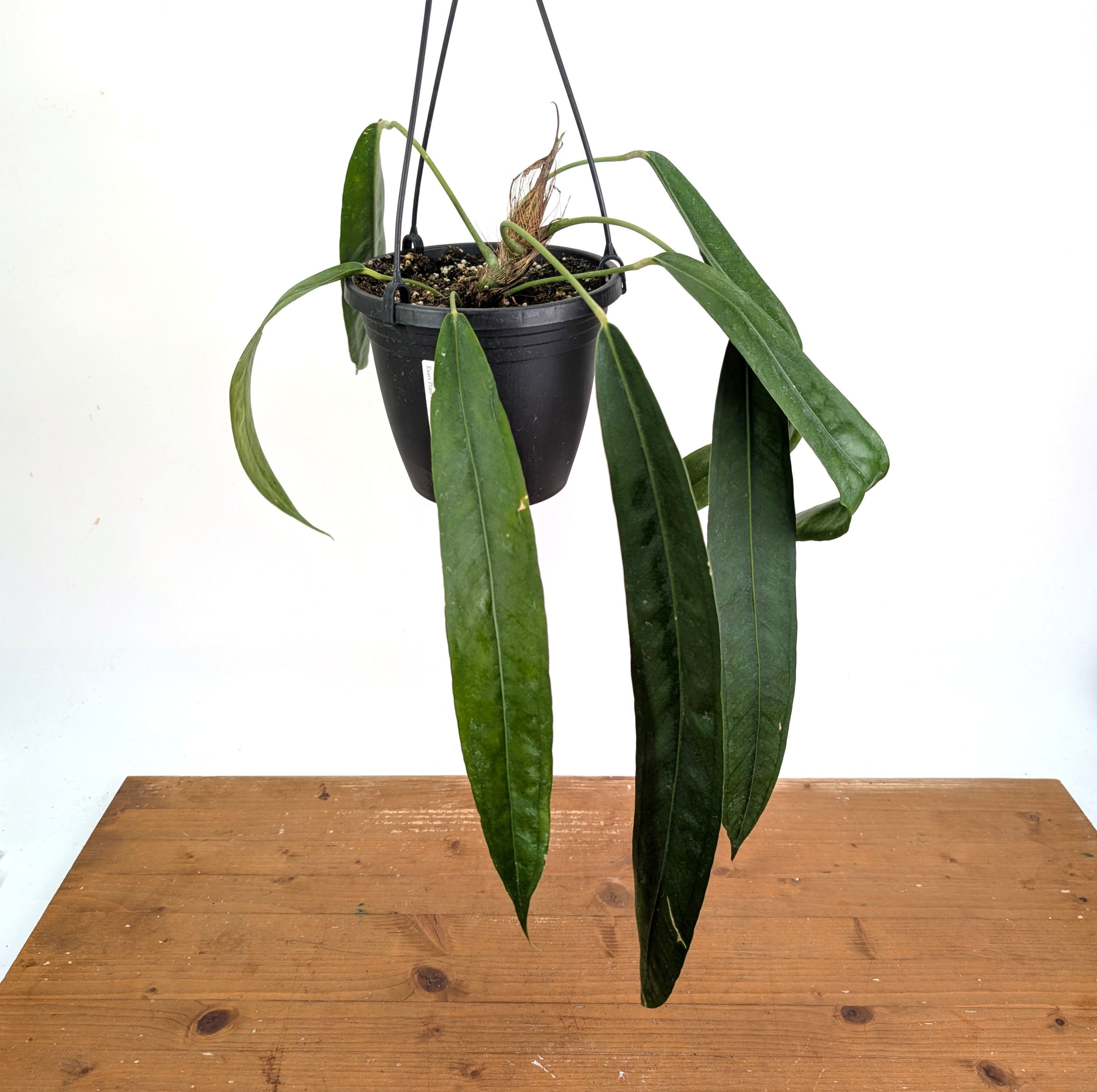 h*i様 Anthurium wendlingeri Anthurium Wendlingeri - Multiple Leaves 1-2ft - Exact Plant