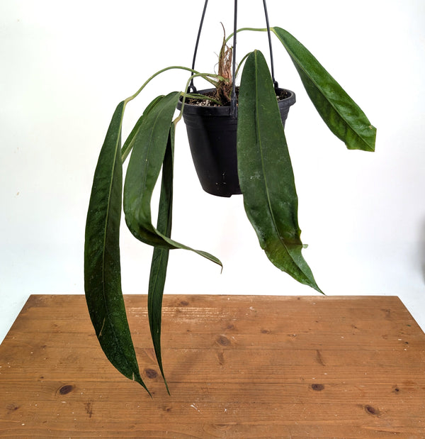 Anthurium Wendlingeri - Multiple Leaves 1-2ft - Exact Plant Pictured 6 Inch Basket #26A