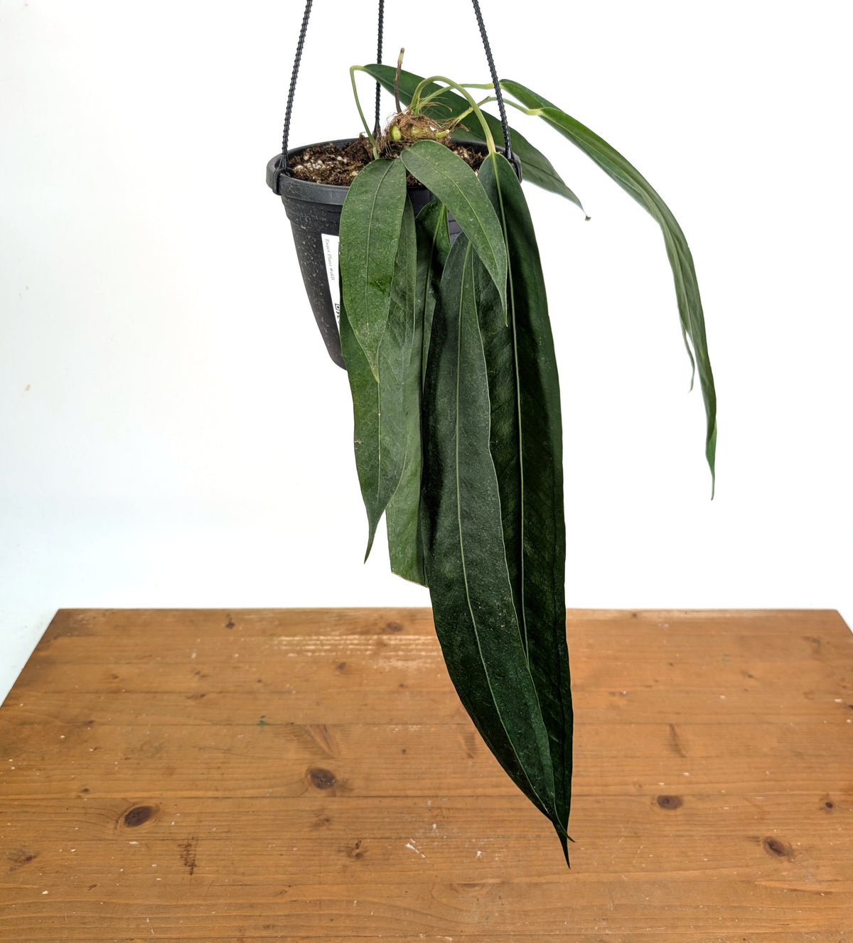 Anthurium Wendlingeri - Multiple Leaves 1-2ft - Exact Plant Pictured 6 Inch Basket #26B