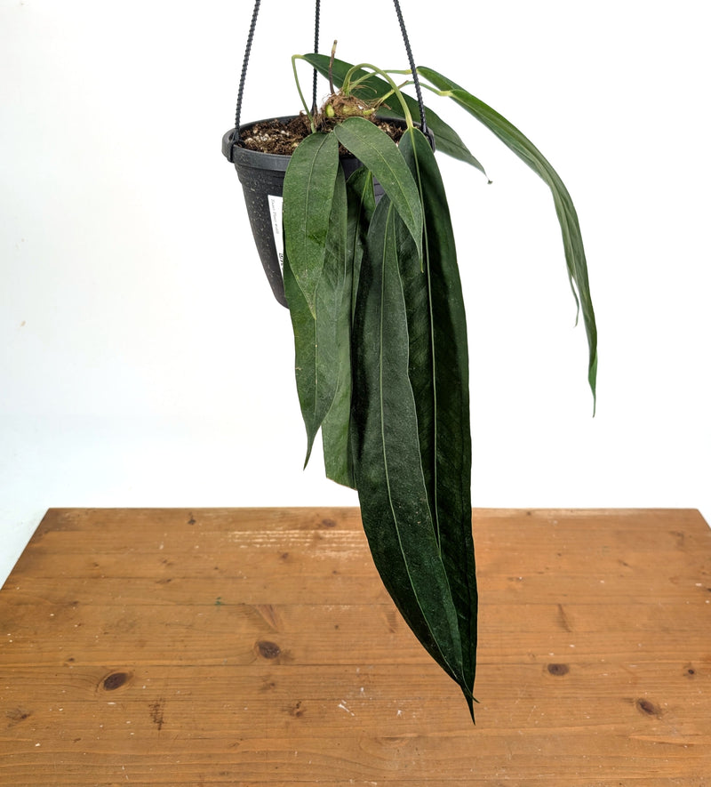 Anthurium Wendlingeri - Multiple Leaves 1-2ft - Exact Plant Pictured 6 Inch Basket #26B