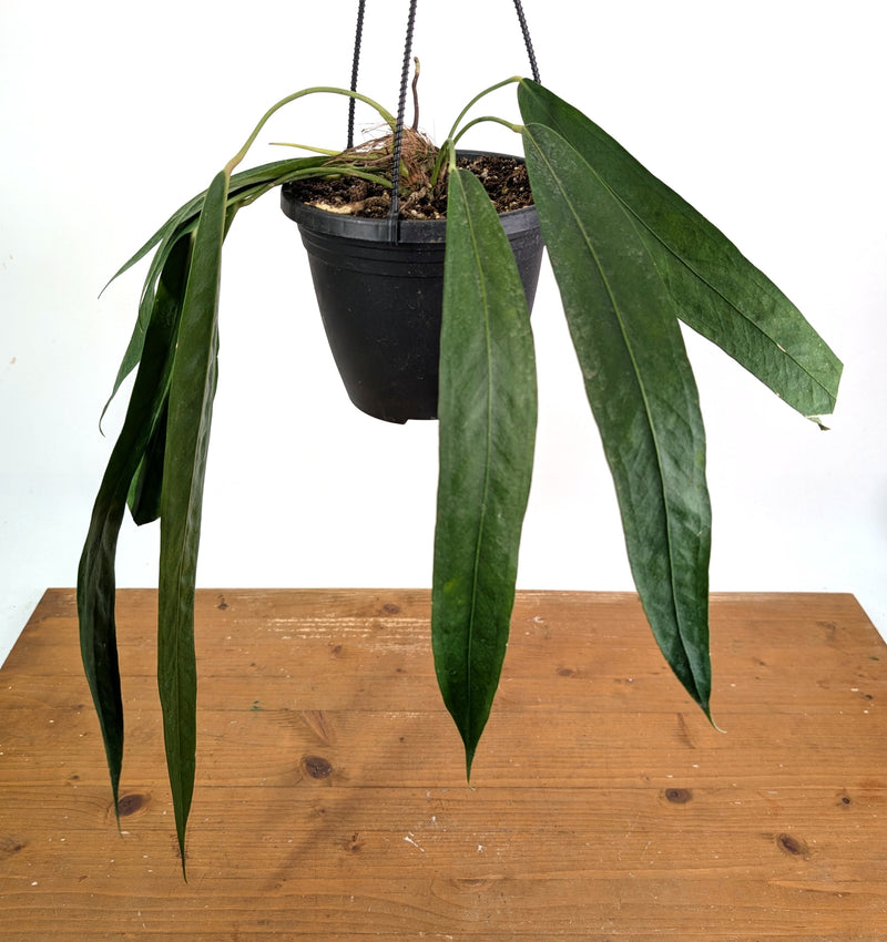 Anthurium Wendlingeri - Multiple Leaves 1-2ft - Exact Plant Pictured 6 Inch Basket #26B