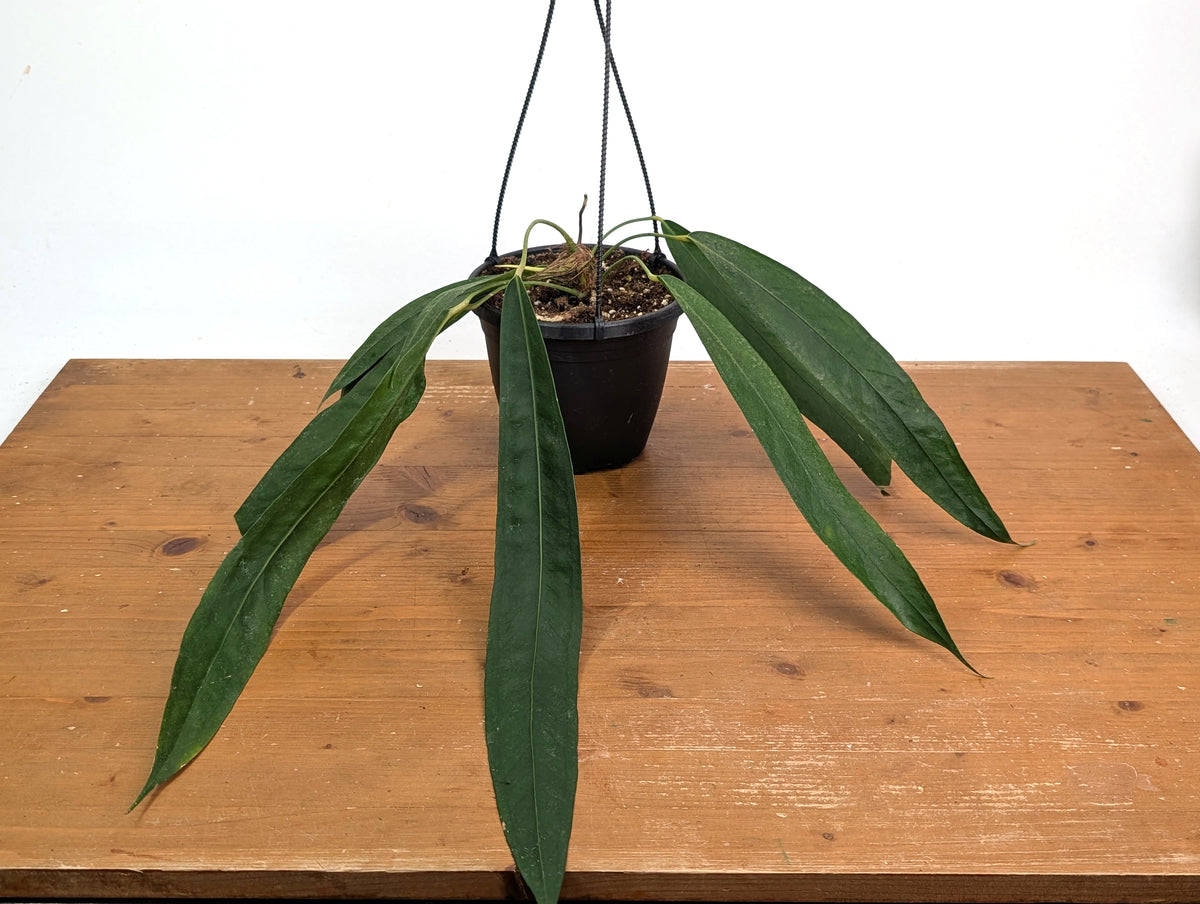 Anthurium Wendlingeri - Multiple Leaves 1-2ft - Exact Plant Pictured 6 Inch Basket #26B