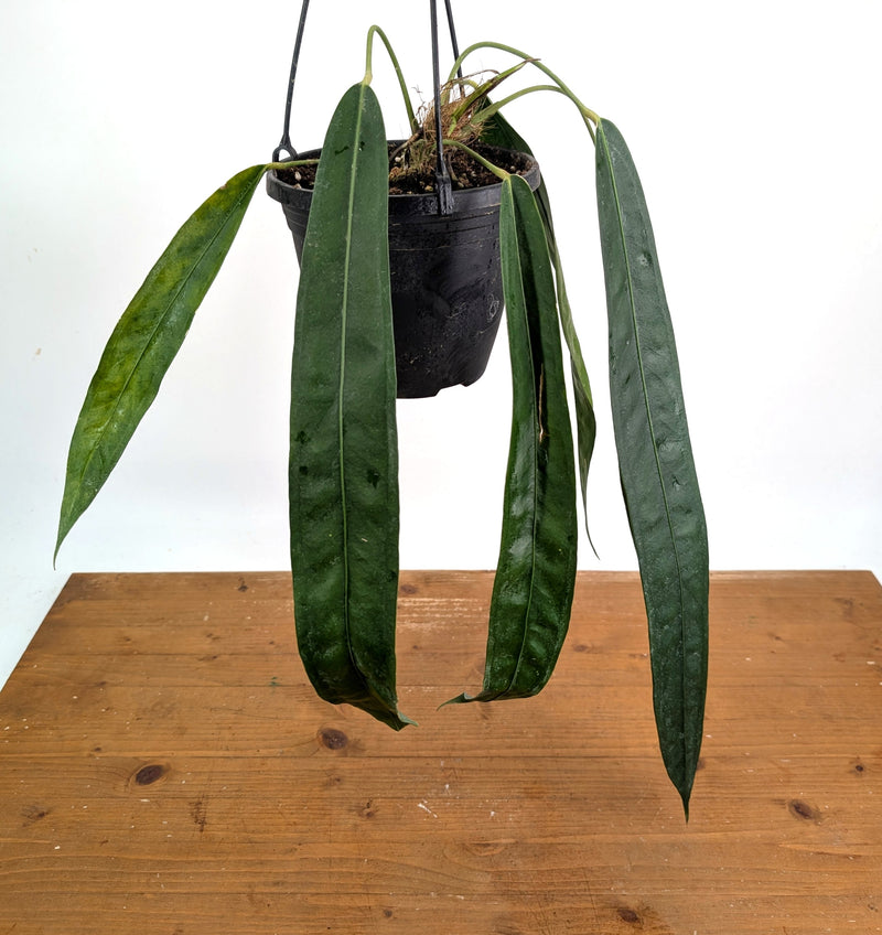 Anthurium Wendlingeri - Multiple Leaves 1-2ft - Exact Plant Pictured 6 Inch Basket #26C