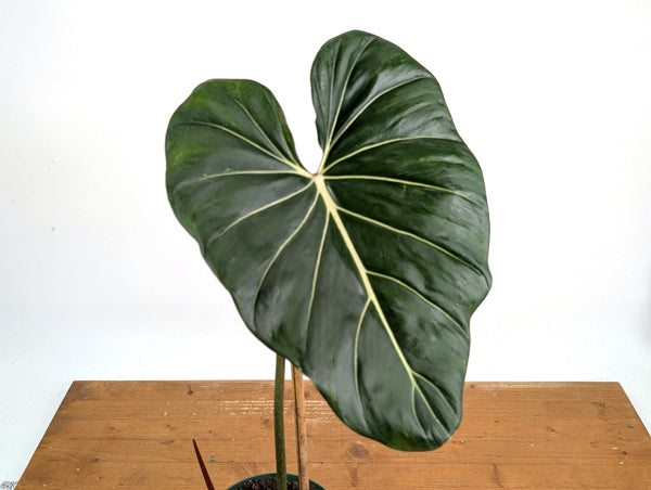Philodendron Gloriosum x Maximum Variegated - Exact Plant #26A Leaf over 12" in 6" Pot