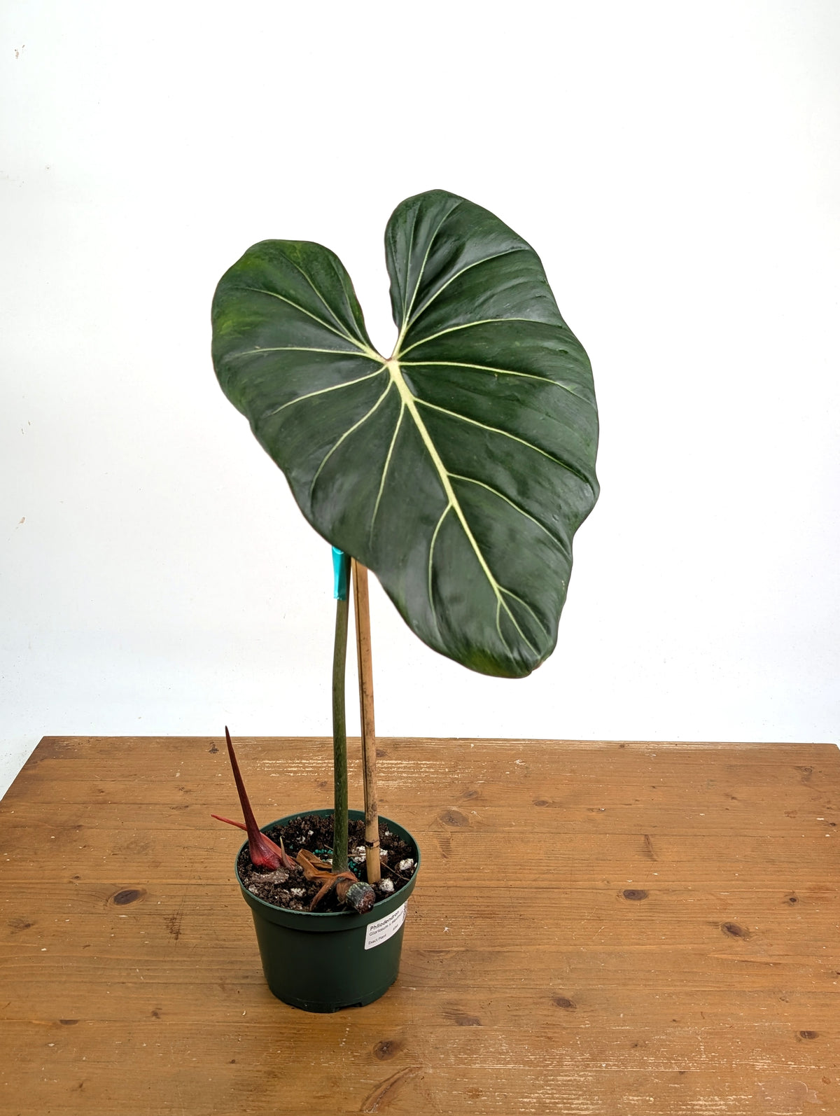 Philodendron Gloriosum x Maximum Variegated - Exact Plant #26A Leaf over 12" in 6" Pot