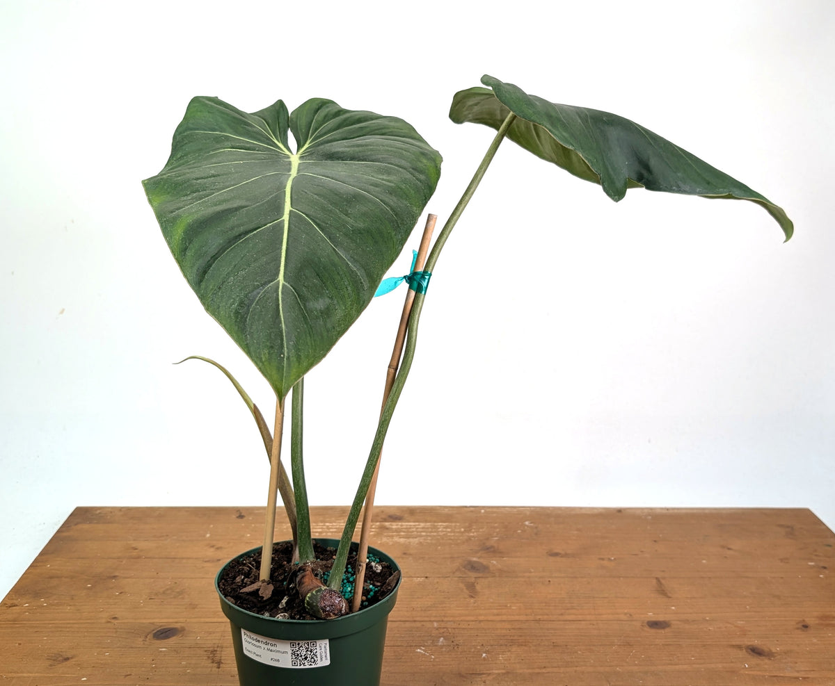 Philodendron Gloriosum x Maximum - Exact Plant #26B - 6" Pot