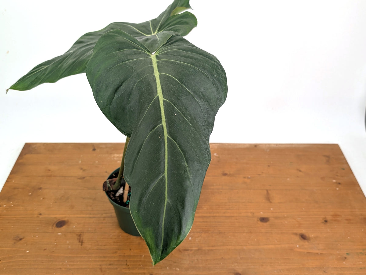 Philodendron Gloriosum x Maximum - Exact Plant #26B - 6" Pot
