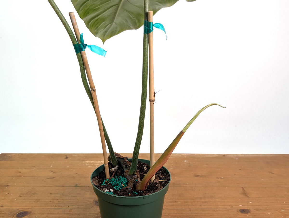 Philodendron Gloriosum x Maximum - Exact Plant #26B - 6" Pot