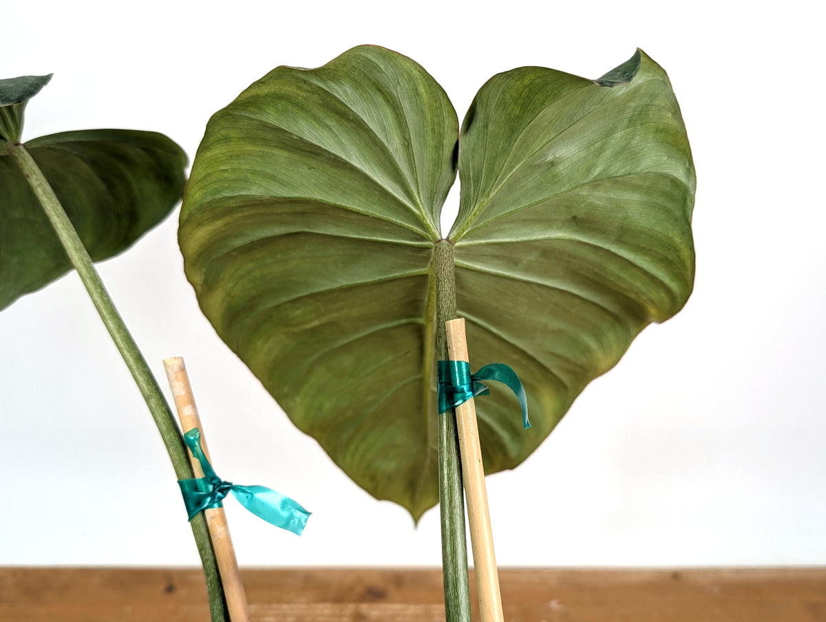 Philodendron Gloriosum x Maximum - Exact Plant #26B - 6" Pot