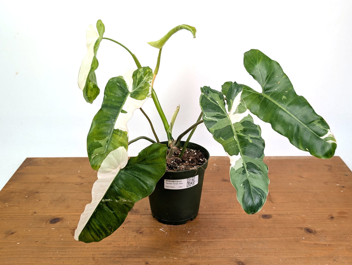 Philodendron Paraiso Verde Albo Mutation - Exact Plant #26A - 6" Pot