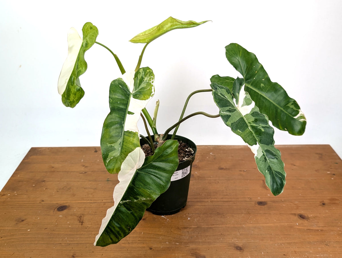 Philodendron Paraiso Verde Albo Mutation - Exact Plant #26A - 6" Pot