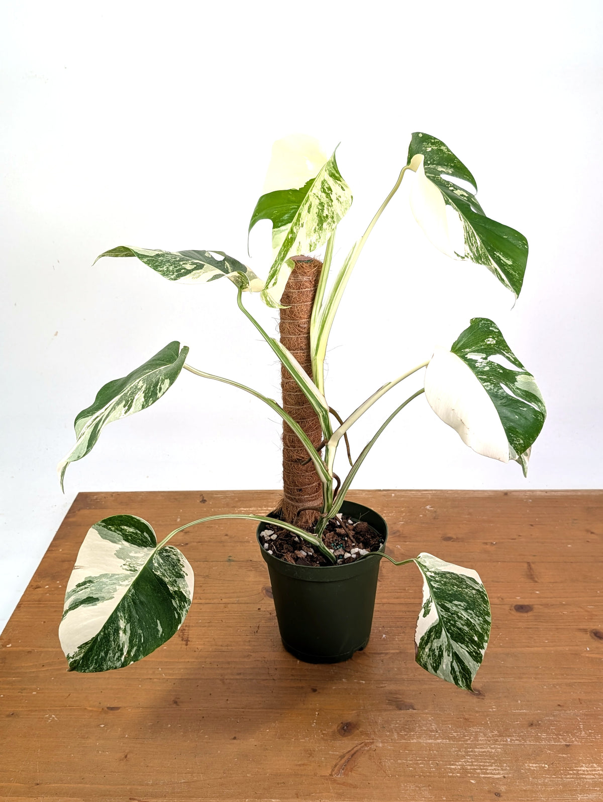 Monstera Albo - Exact Plant #13D Half Moon