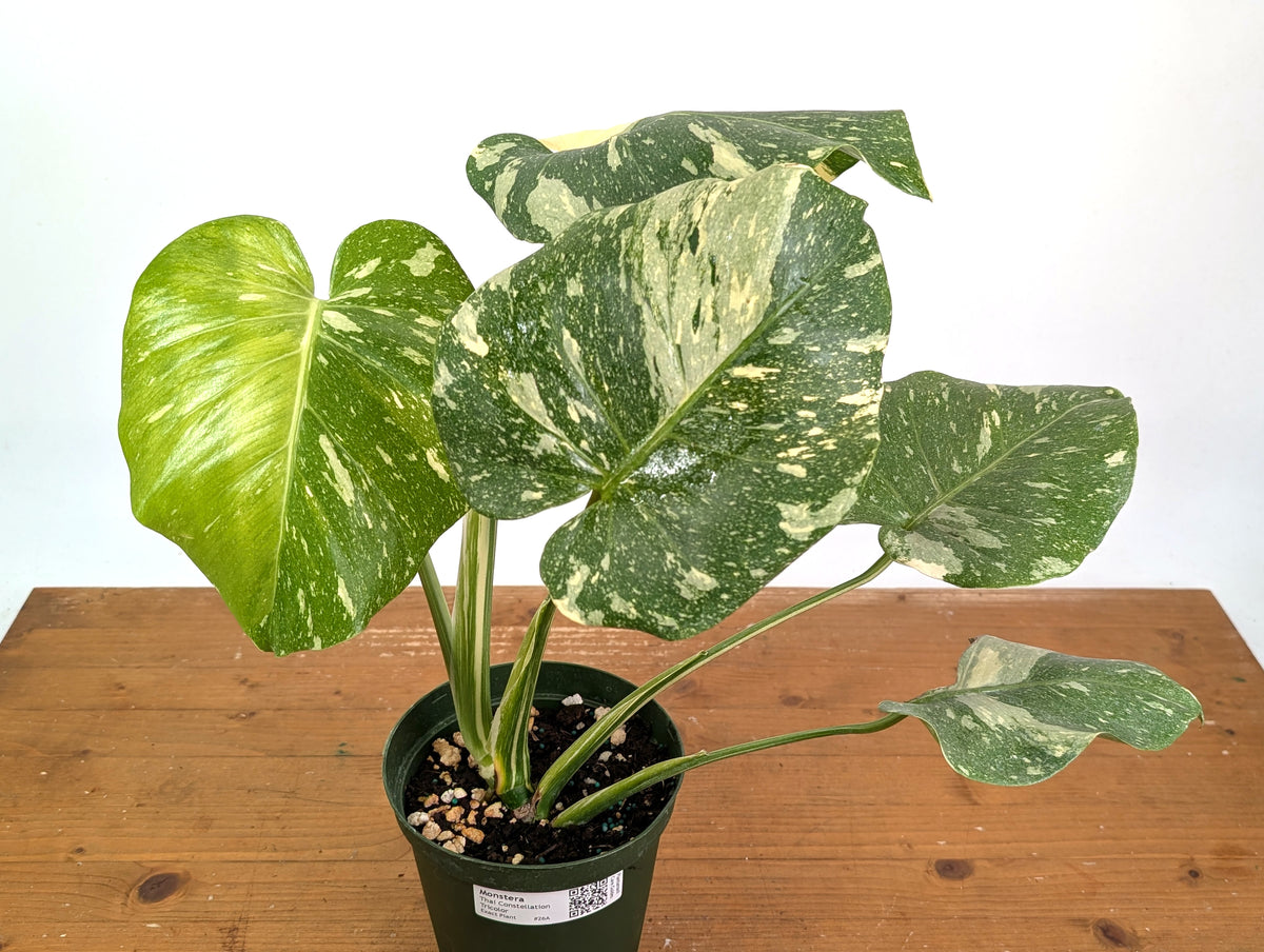 Monstera Thai Constellation Tricolor Half Moon - Exact Plant #26A - 6" Pot