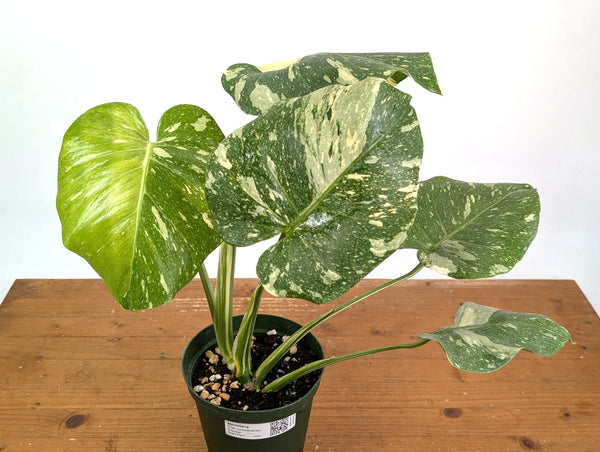 Monstera Thai Constellation Tricolor Half Moon - Exact Plant #26A - 6" Pot