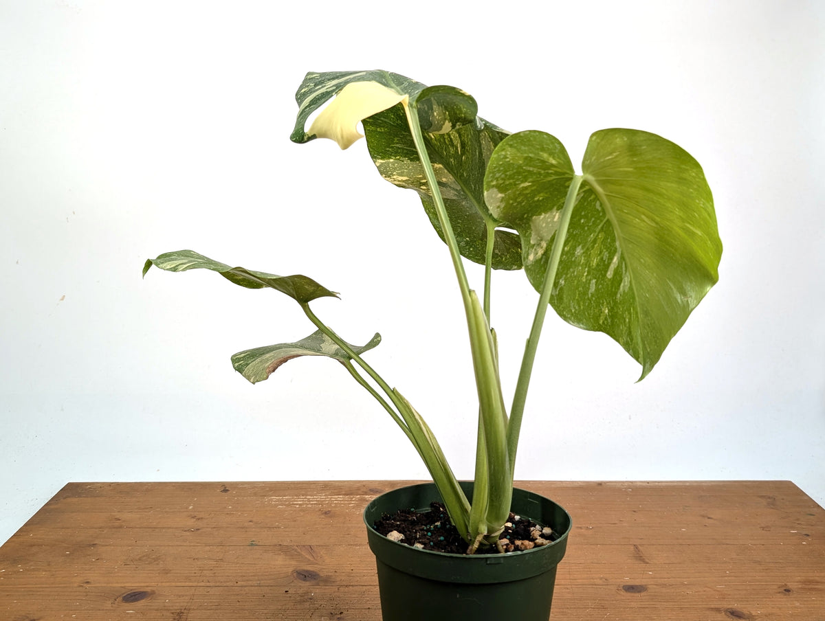 Monstera Thai Constellation Tricolor Half Moon - Exact Plant #26A - 6" Pot