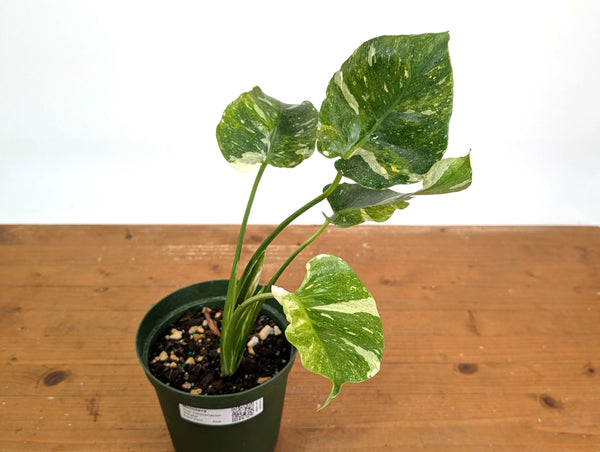 Monstera Thai Constellation Tricolor - Rare Mutation - Exact Plant #26B - 6" Pot