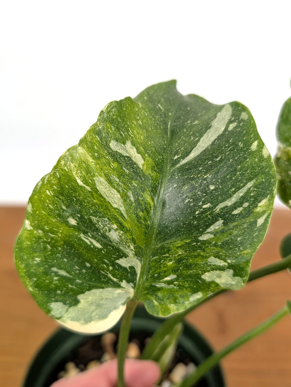 Monstera Thai Constellation Tricolor - Rare Mutation - Exact Plant #26B - 6" Pot