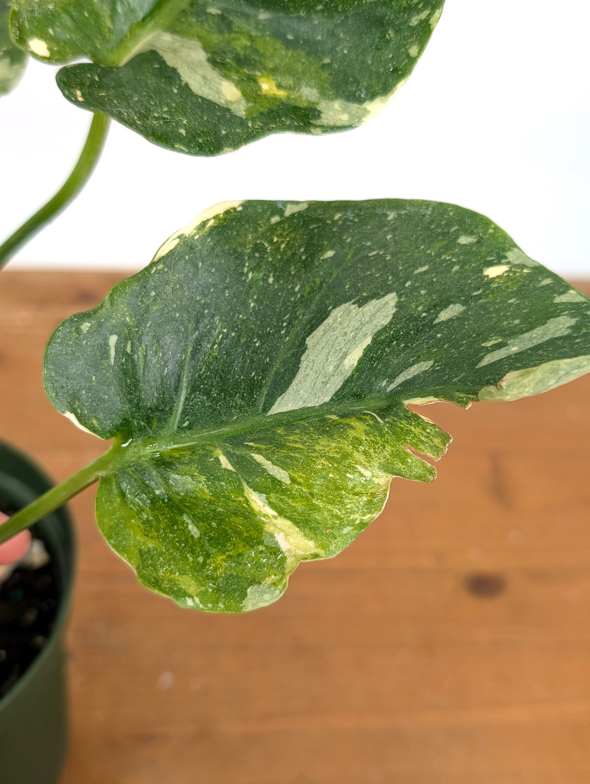 Monstera Thai Constellation Tricolor - Rare Mutation - Exact Plant #26B - 6" Pot