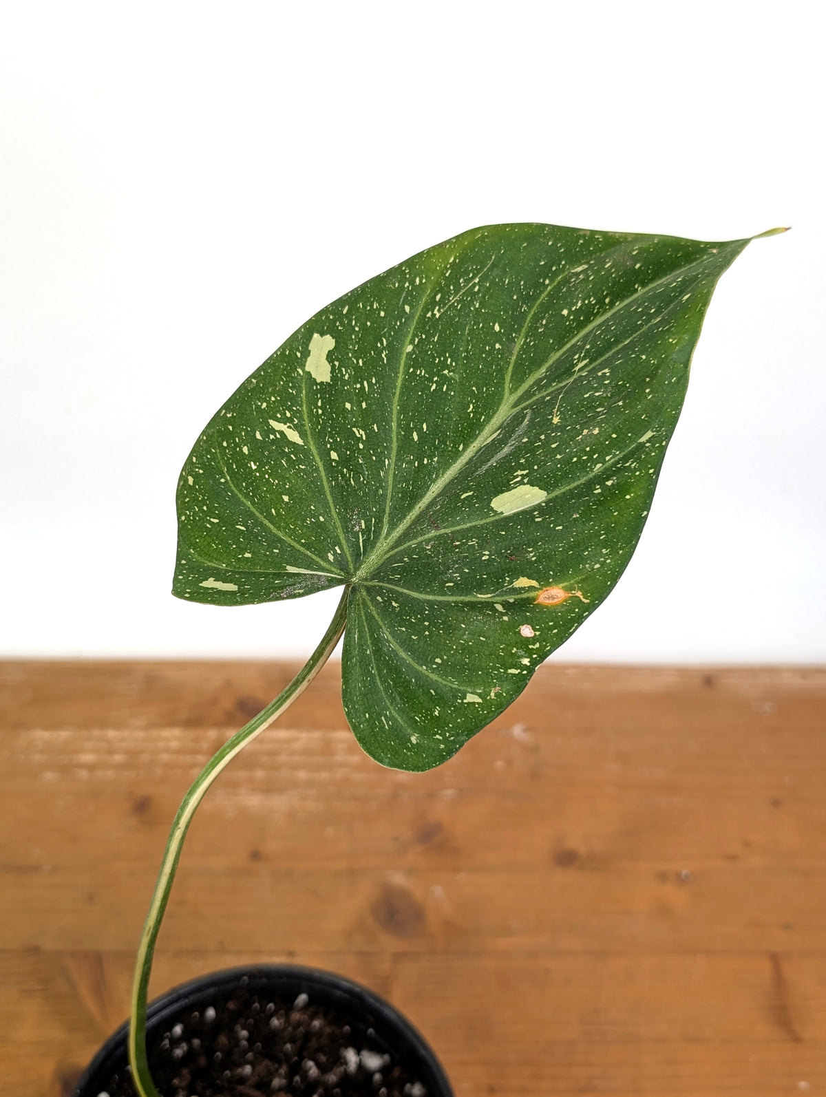Philodendron Gloriosum Variegated - Exact Plant #26A - 6" Pot (Type 2)