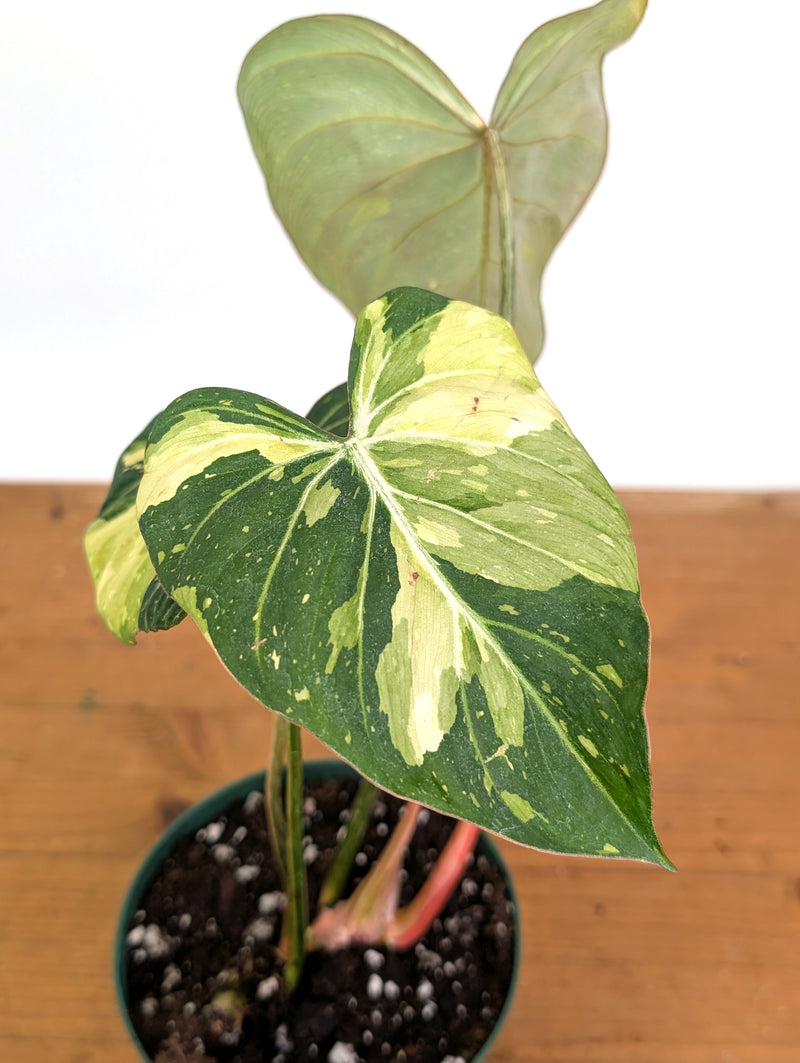 Philodendron Gloriosum Variegated - Exact Plant #26B - 6" Pot (Type 2)