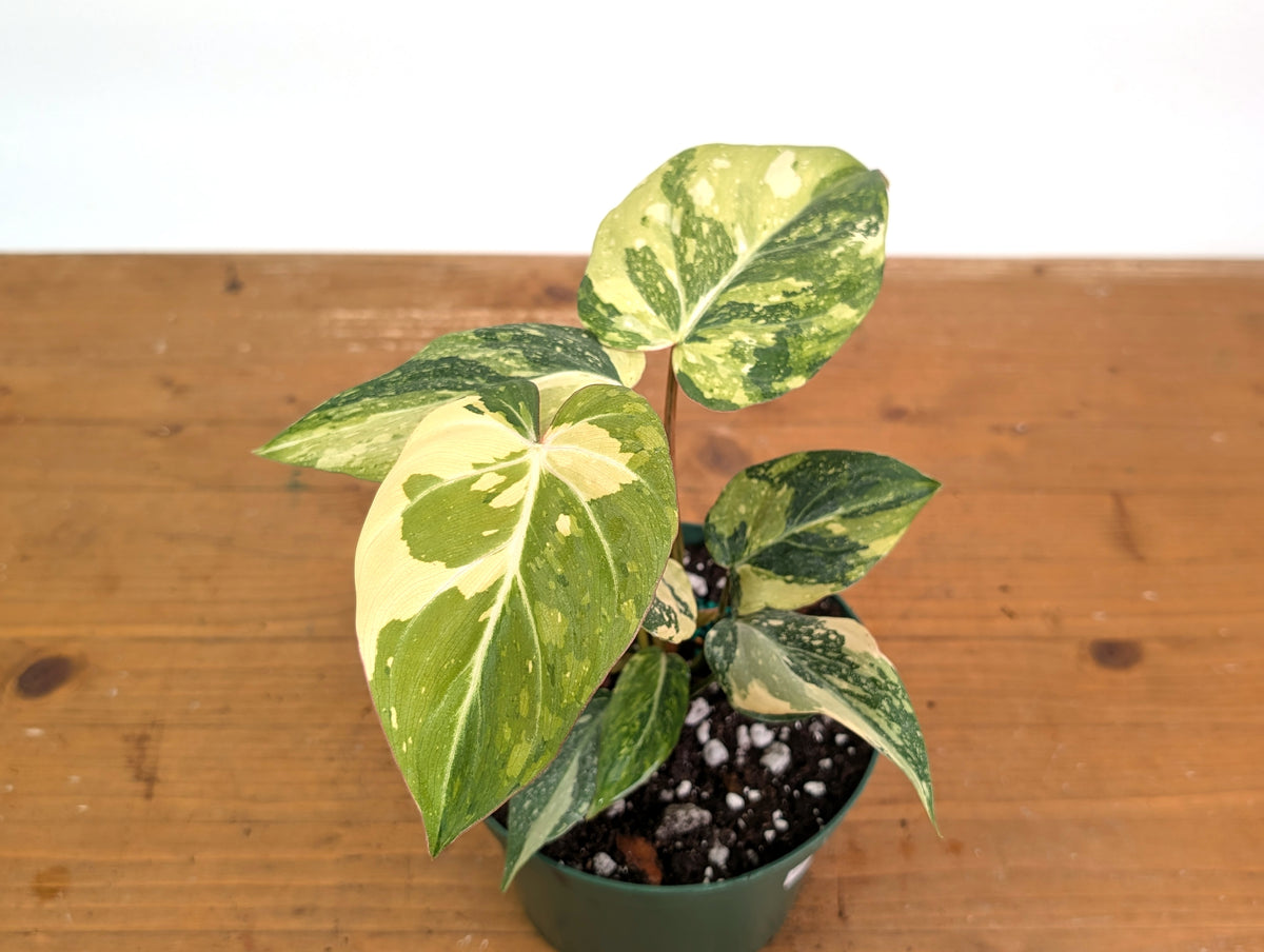 Philodendron Gloriosum Variegated - Exact Plant #26D - 6" Pot (Type 2)