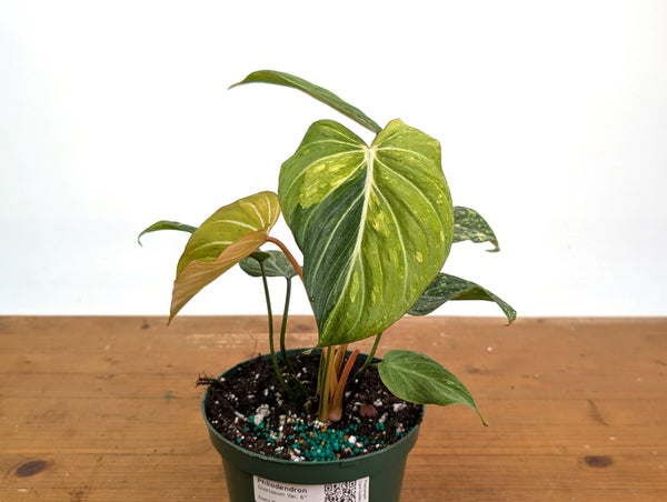 Philodendron Gloriosum Variegated - Exact Plant #26E - 6" Pot (Type 2)