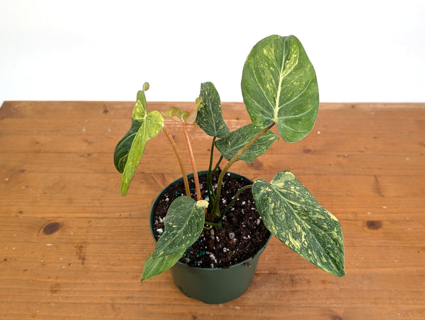Philodendron Gloriosum Variegated - Exact Plant #26E - 6" Pot (Type 2)