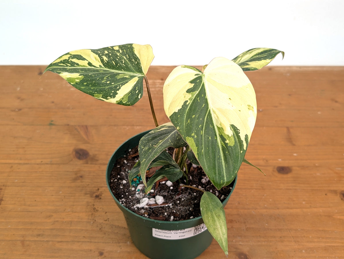 Philodendron Gloriosum Variegated - Exact Plant #26F - 6" Pot (Type 2)