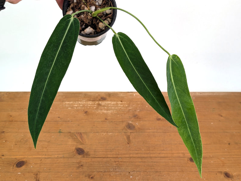 Anthurium Amazon Princess (pallidiflorum x warocqueanum) Exact Plant #26A