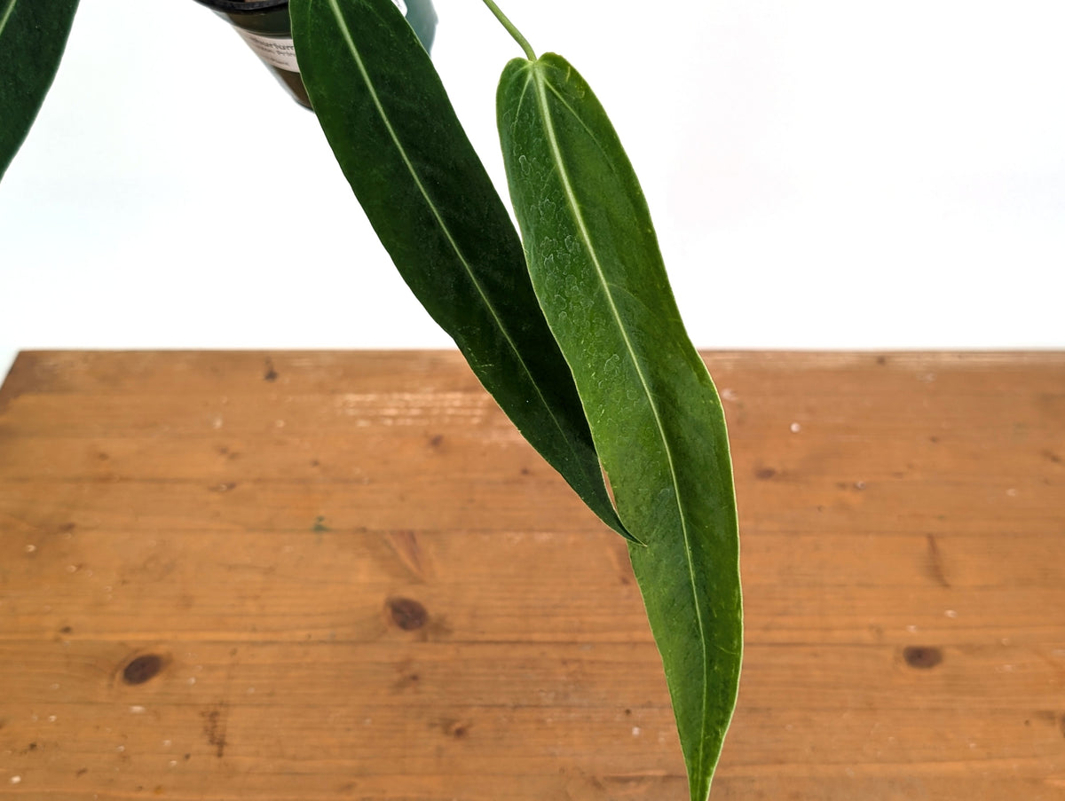 Anthurium Amazon Princess (pallidiflorum x warocqueanum) Exact Plant #26A