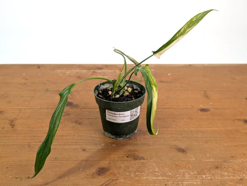 Philodendron Paloraense Variegated - 4" Pot Exact Plant #26A
