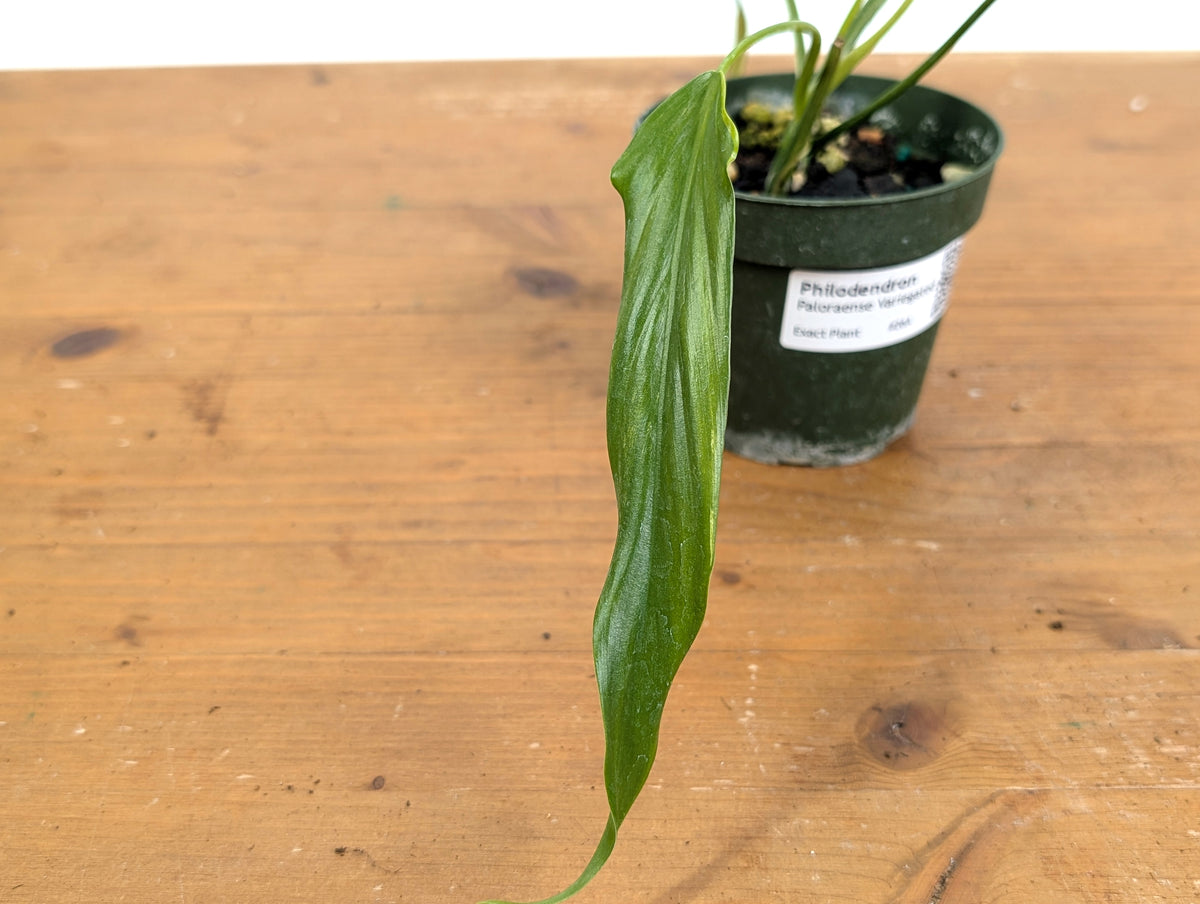 Philodendron Paloraense Variegated - 4" Pot Exact Plant #26A