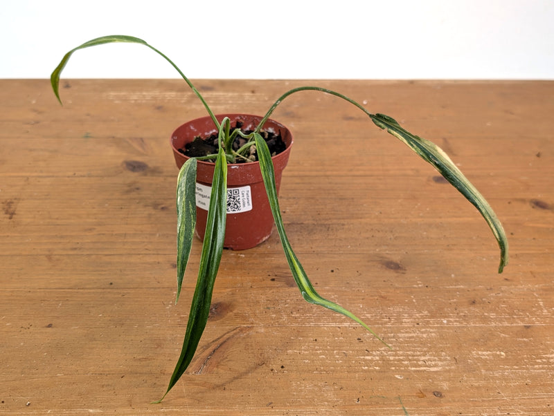 Philodendron Paloraense Variegated - 4" Pot Exact Plant #26B