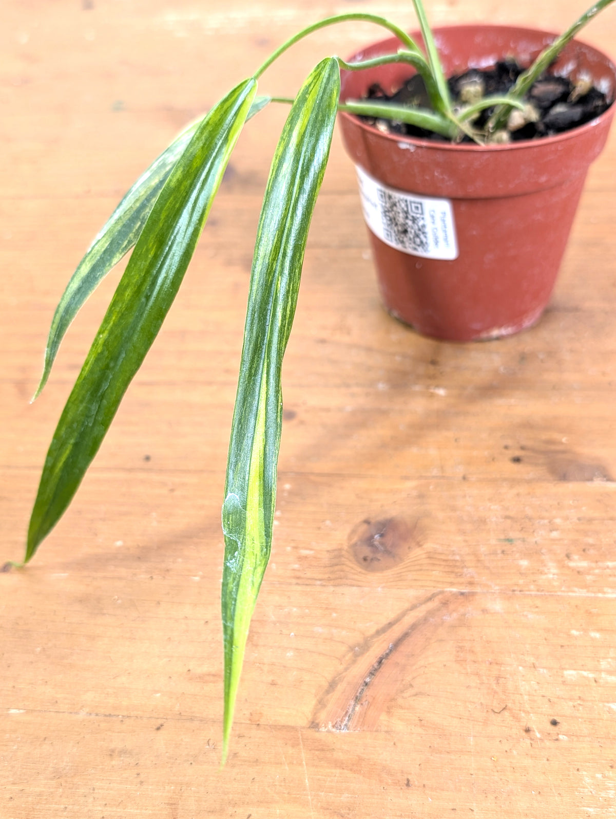 Philodendron Paloraense Variegated - 4" Pot Exact Plant #26B