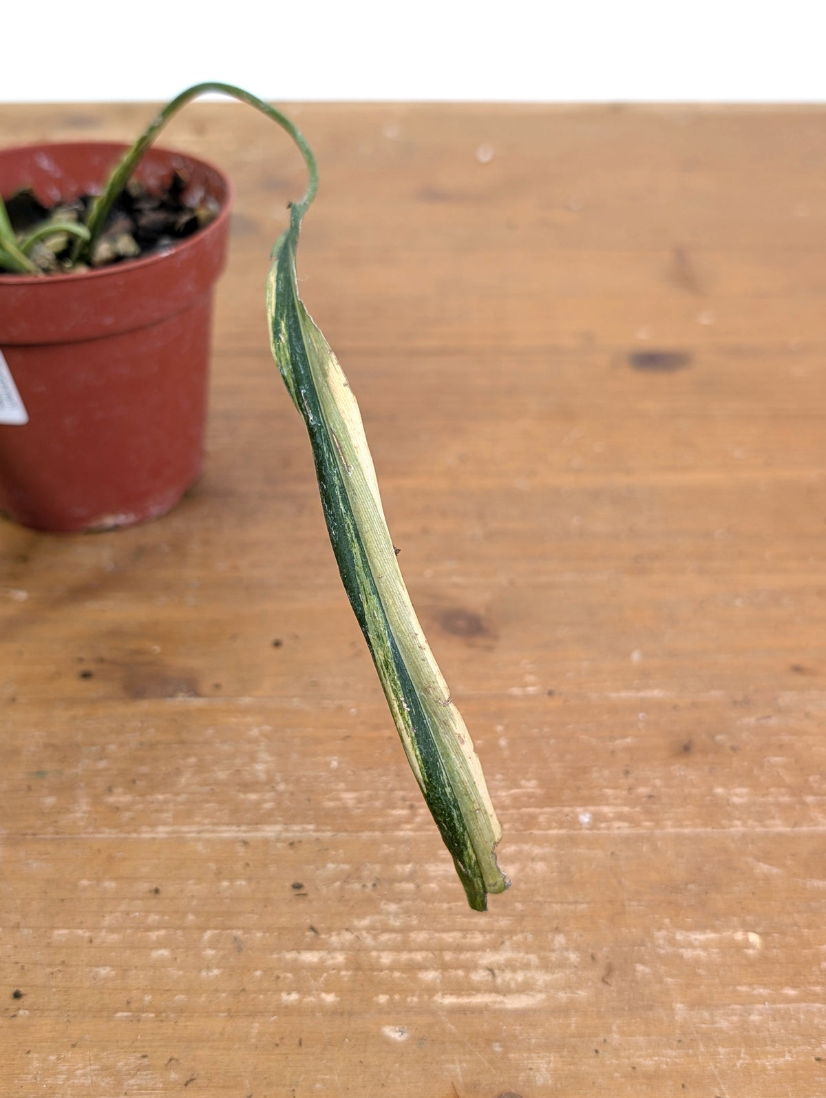 Philodendron Paloraense Variegated - 4" Pot Exact Plant #26B