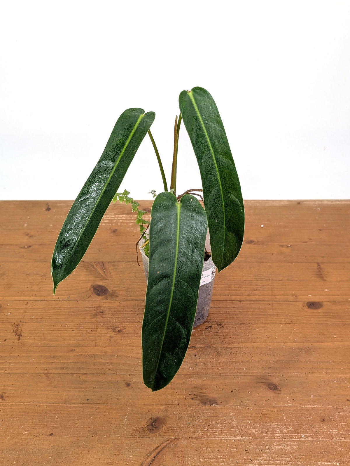 Philodendron Amazon Spirit - Rare Narrow Form 4" Pot Exact Plant #26A
