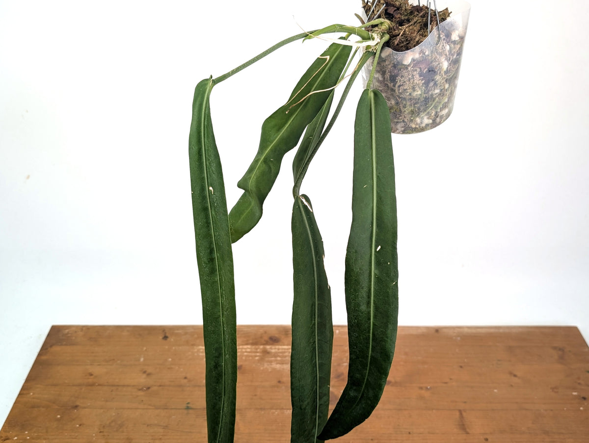 Anthurium Pallidiflorum - Leave Size 18+" - Exact XL Plant #26A